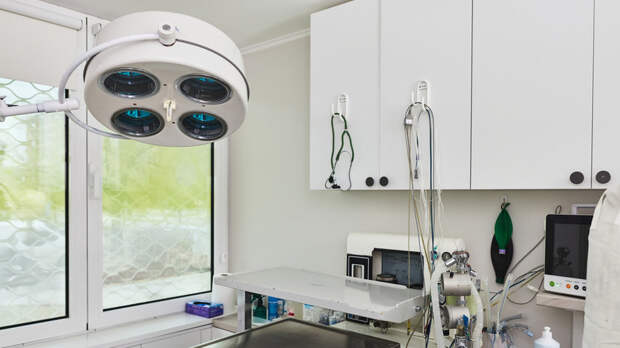 Московские ветеринары спасли проглотившего серьги французского бульдога