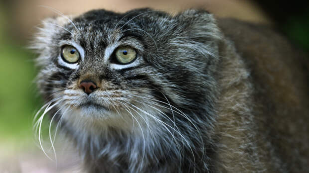 «Уже есть жених»: манул Тимофей из Московского зоопарка остался без невесты