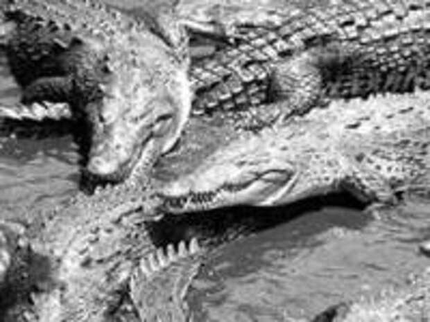 Армия из 1000 японских солдат была атакована крокодилами