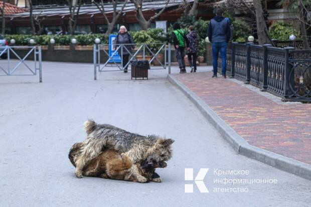Больше сотни крымчан пострадали от укусов животных за неделю