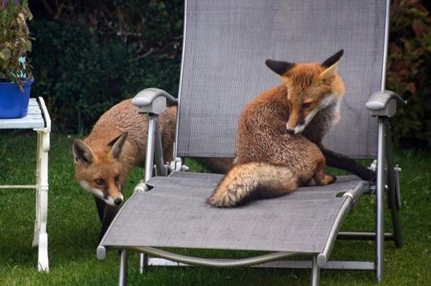 Шотландец заснял веселых лисичек, играющих в его саду