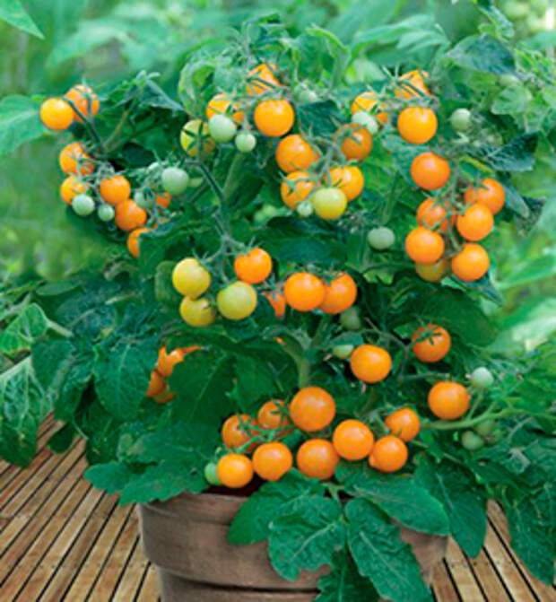 О  семенах низкорослых томатов