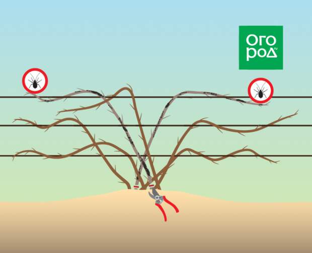 Обрезка ежевики