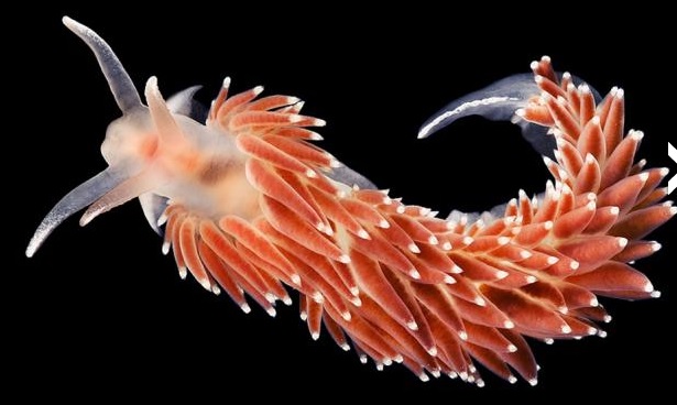 Морские организмы