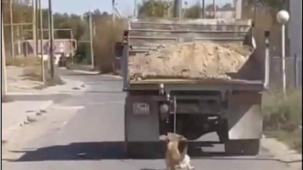Водитель КамАЗа привязал собаку и тащил по дороге в Алматинской области (видео)