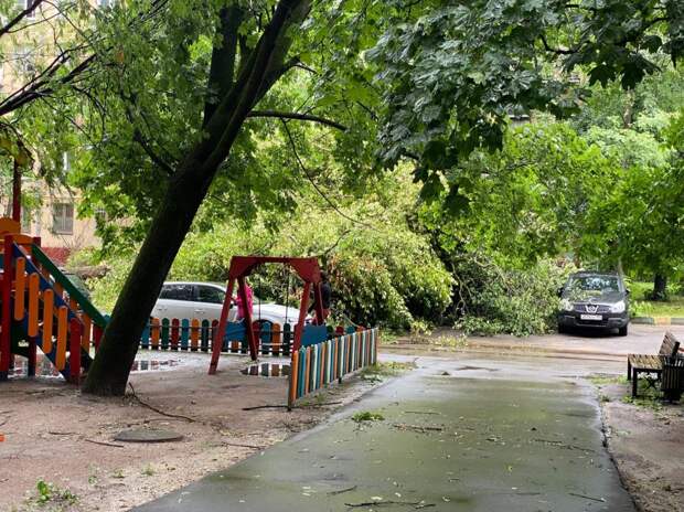 Упавшее дерево на улице Фомичёвой зацепило три машины