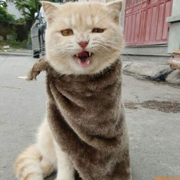За неимением яхты и тазик сойдет животные, кот