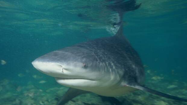 Американские ученые выяснили, что магнитные полюса помогают акулам в миграции