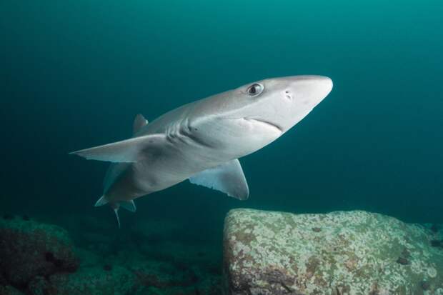 Нечего бояться? Почему акулы избегают Черного моря