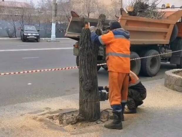 Предприниматель в Чите высадит 21 дерево рябины вместо спилинных тополей за свой счёт
