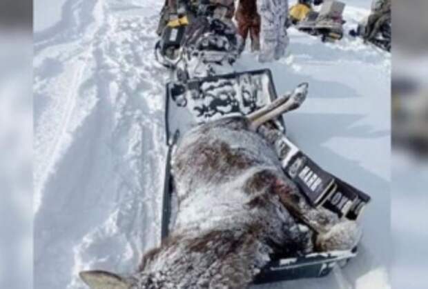 А.И. Бастрыкин поручил представить доклад по факту незаконной охоты в Республике Башкортостан