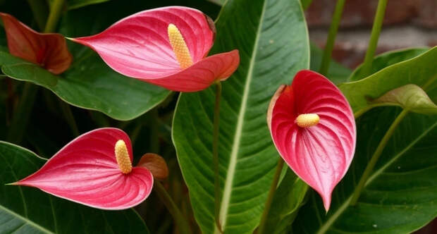 Для стимуляции цветения антуриуму — первым делом: 3 капли в воду — и "алые паруса" полезут наперегонки