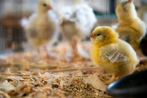 В первой половине 2024 года в Хабаровский край было доставлено более 64 тысяч птенцов сельхоз птиц