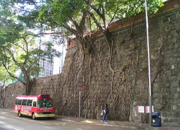 HK Forbes Street Kennedy Town Stone Wall Trees HK Forbes Street Kennedy Town Stone Wall Trees
