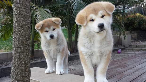 Японские породы собак ину. Акита-ину и сиба-ину: описание пород, различия, стандарт, особенности содержания