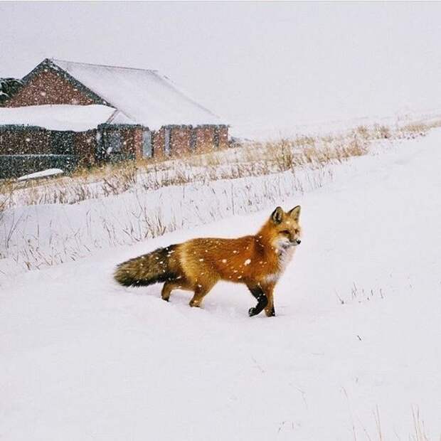 Жизнь и смерть лисовина по прозвищу Жан Вальжан. Часть 1