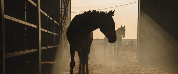 Лошади оказались гораздо умнее, чем считалось ранее