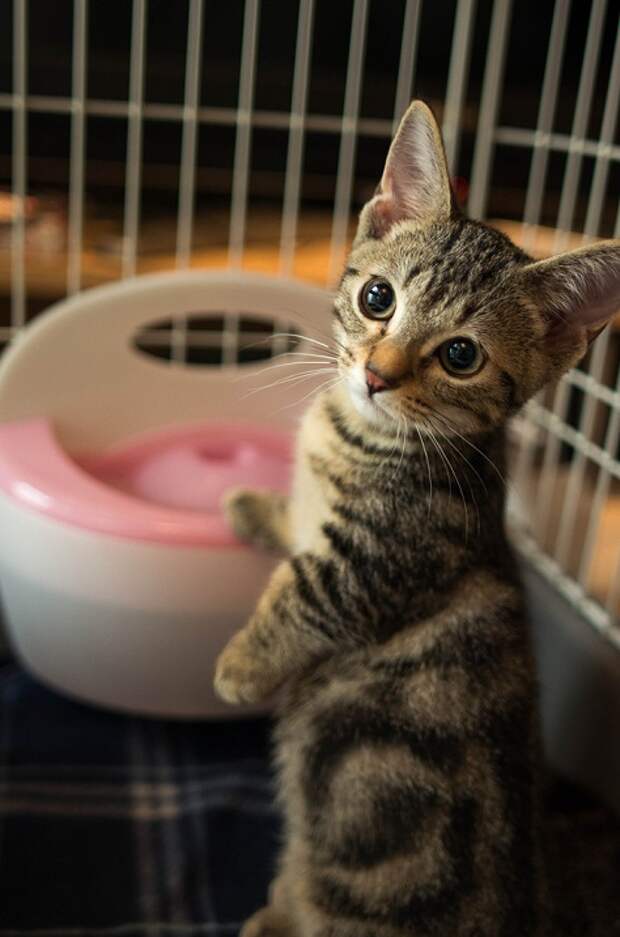 Манчкин - порода кошек с короткими лапами (31 фото). Манчкин - порода кошек с короткими лапами (31 фото), фото порода манчкин.