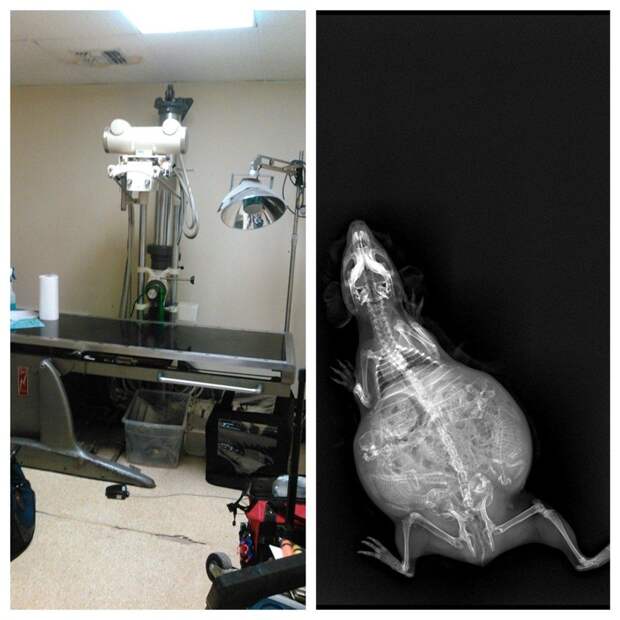 Еще одна беременная морская свинка беременность, животные, рентген