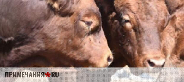 Два крупных молочно-товарных комплекса построят в Крыму