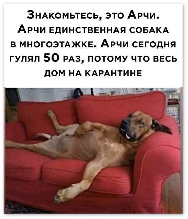 животные против хозяев