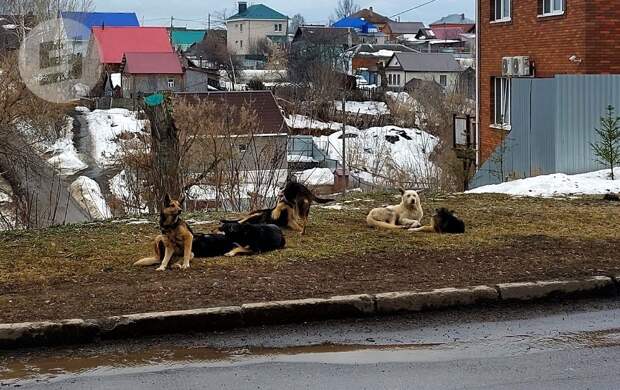 Порядок создания пунктов временного содержания бродячих животных утвердили в Удмуртии