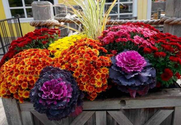 Пышные хризантемы карликовых или бордюрных сортов прекрасно сочетаются с декоративной капустой / Фото: 2alps.ru Пышные хризантемы карликовых или бордюрных сортов прекрасно сочетаются с декоративной капустой / Фото: 2alps.ru