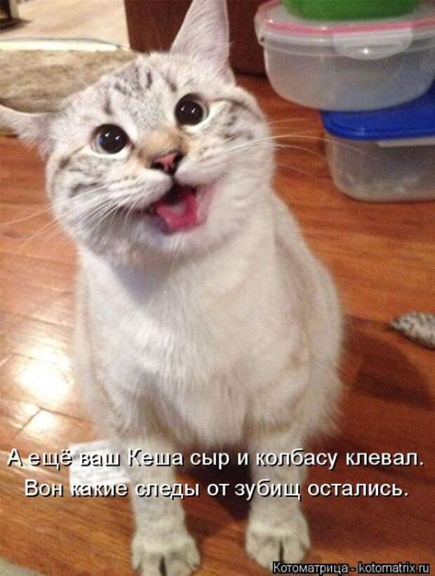 Лучшие котоматрицы недели (50 фото)