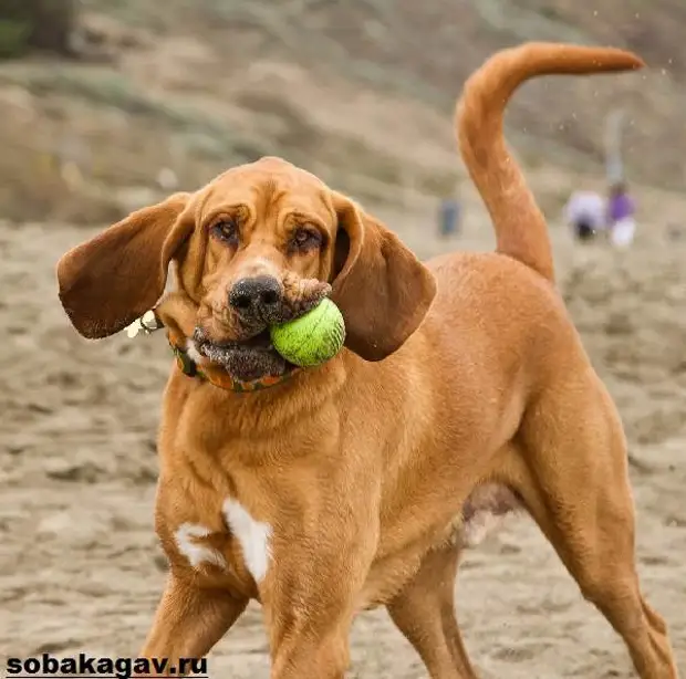 Бладхаунд собака. Описание, особенности, уход и цена бладхаунда