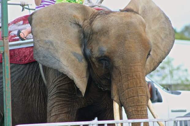 10. Слон-извозчик жалко((, жестокое обращение, защита прав животных, цирк