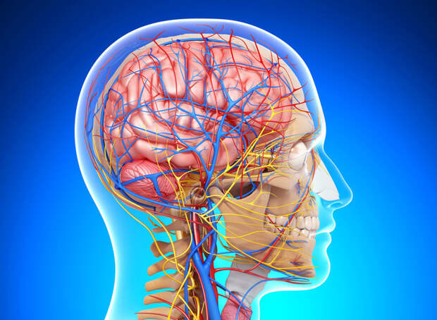 Слабые связи не восстанавливаются: ученые объяснили, как кровеносная система «запоминает» инсульт