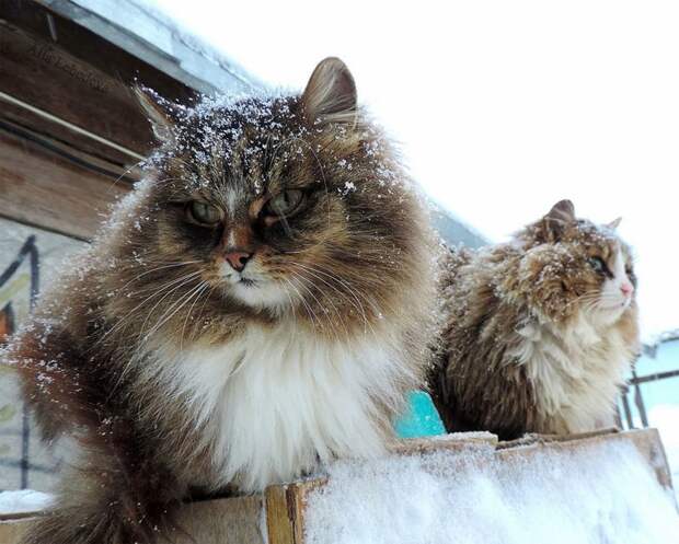 Миллион сибирских кошек Алла Лебедева, барнаул, кошеки, фоторепортаж