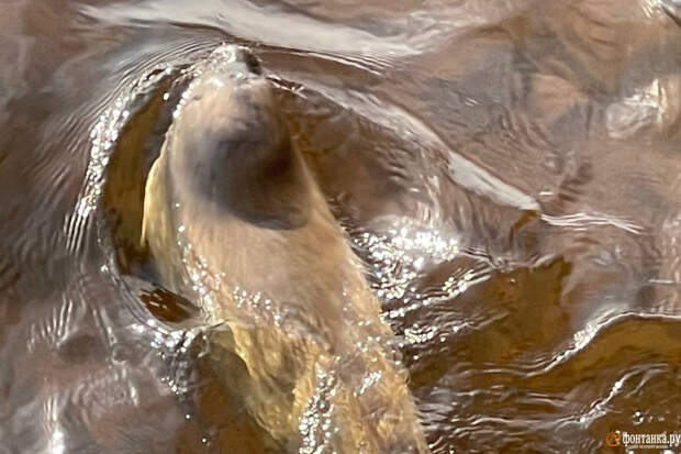 Жизнерадостная нерпа плавала у «Севкабель Порта». Посмотрите, как она плескается в солнечных лучах