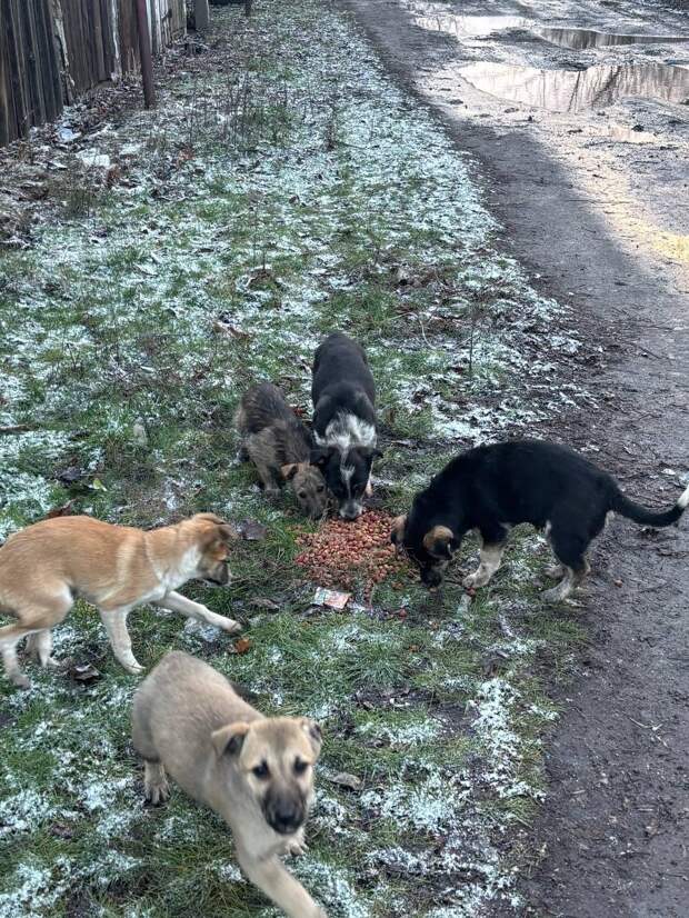 Бегают щенки, на текстильщике, 5 малышей