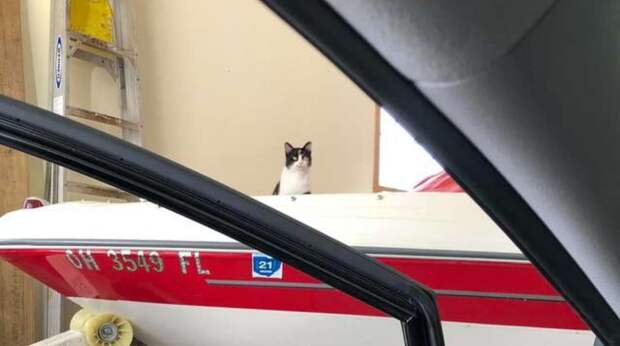кошка в гараже