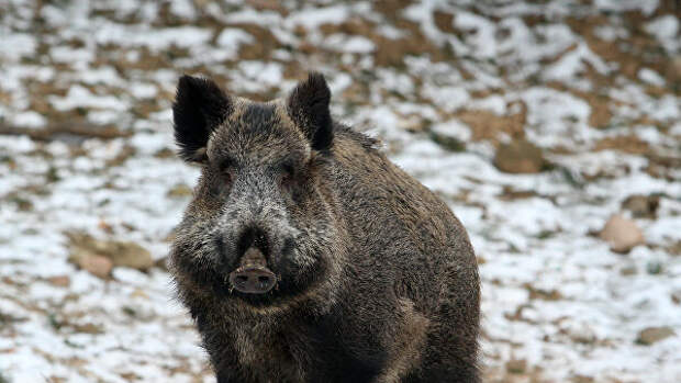 Генетики выяснили, как появились первые европейские свиньи