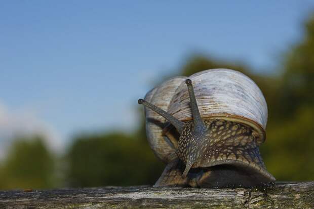 snail-253245_960_720 alt