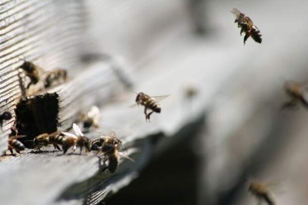 Смертельная схватка между пчелами: азиатский клан полностью истребил отечественных особей