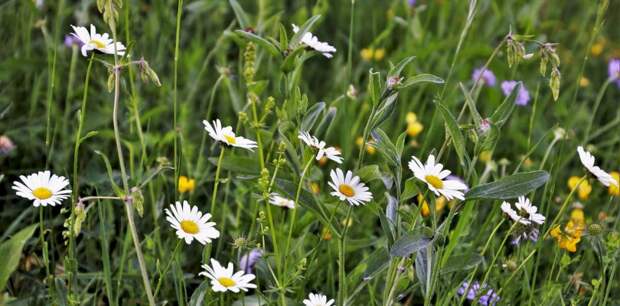 Как на Симонов день правильно травы лекарственные собирать и силой от земли заряжаться