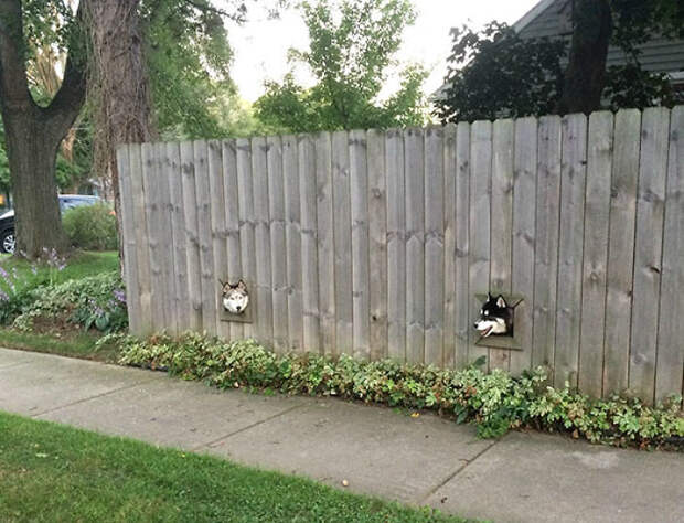 This Creative Neighbour Installed Holes For His Dogs So They Can Peek Outside