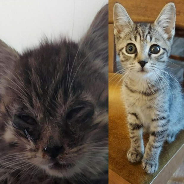 Снимки животных до и после того, как они обрели дом и любящих хозяев