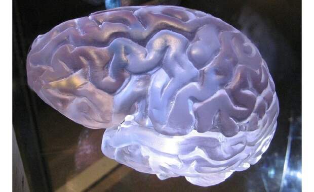 Стартап FinalSpark представил биопроцессор на основе органов головного мозга