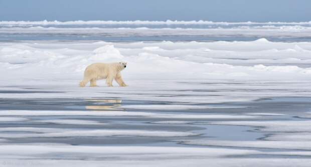 Лорд Арктики. Автор: Marsel van Oosten.