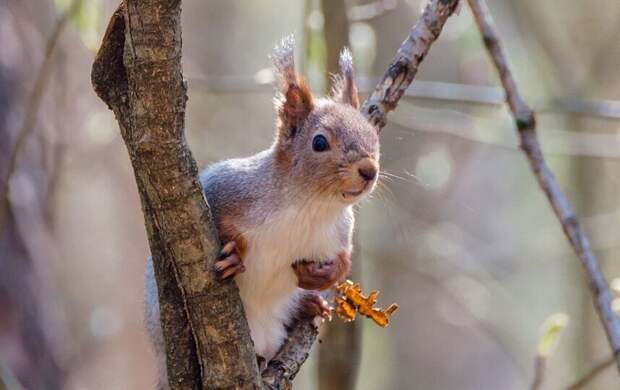 Воздух в Петербурге прогреется до рекордных +12 градусов 13 марта