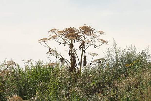 Россельхознадзор предупредил о продаже семян борщевика Сосновского на маркетплейсах