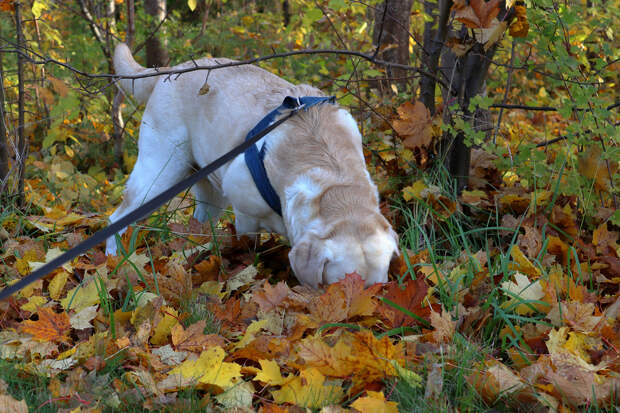 Собака нашла викторианский пузырек с ядом знаменитой отравительницы