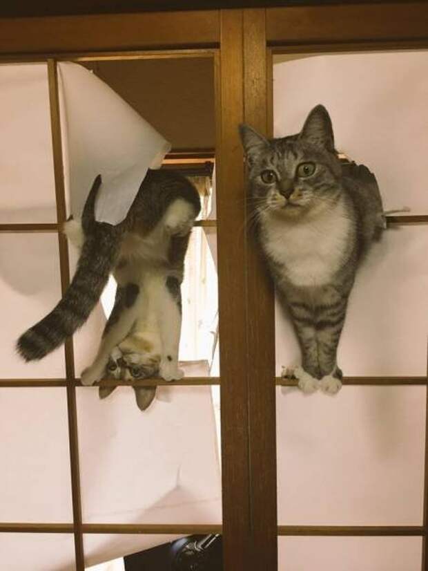 Непостижимая кошачья логика