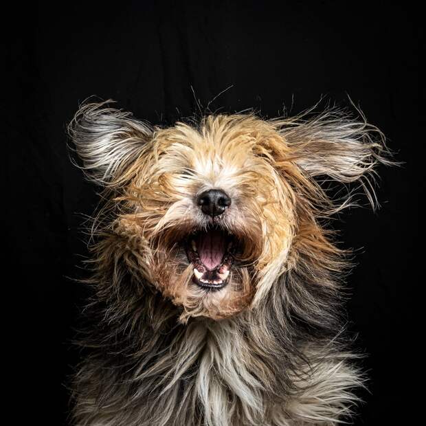 Финалисты фотоконкурса домашних животных Comedy Pet Photography Awards 2020