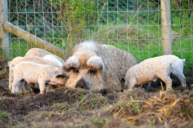 Свиньи, получены путем скрещивания дикого кабана с карпатской мангалицей.