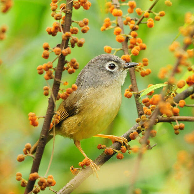 Sushyue_Liao_bird_photography_8 (640x640, 147Kb)